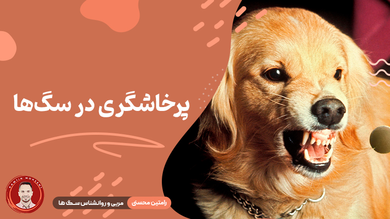 پرخاشگری در سگ‌ ها
