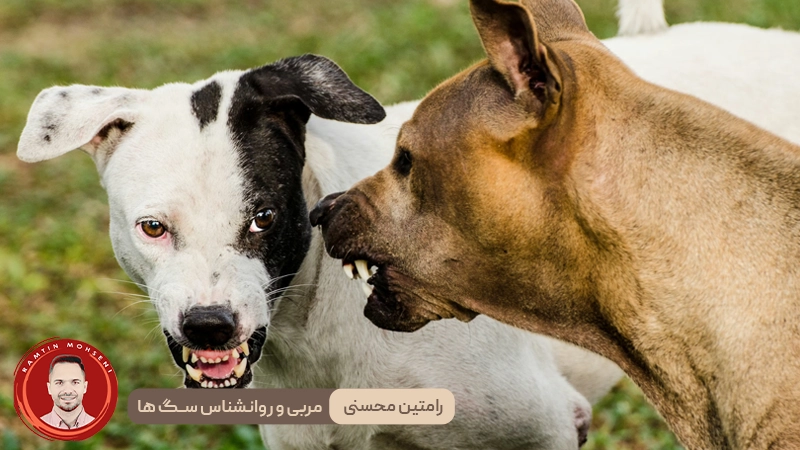 پرخاشگری در سگ‌ ها