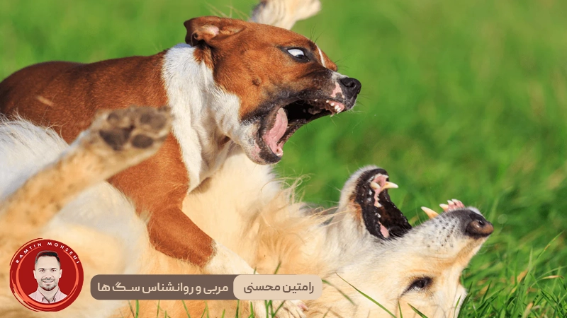 پرخاشگری در سگ‌ ها