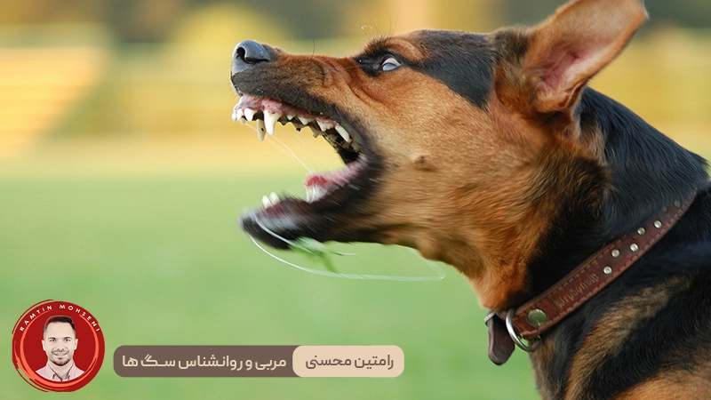 پرخاشگری در سگ‌ ها