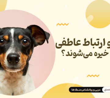 سگ ها و ارتباط عاطفی : چرا به ما خیره می شوند ؟