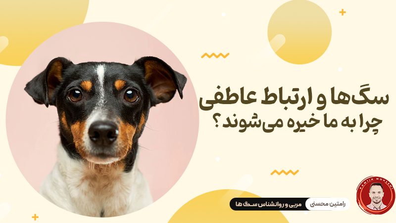 سگ ها و ارتباط عاطفی : چرا به ما خیره می شوند ؟