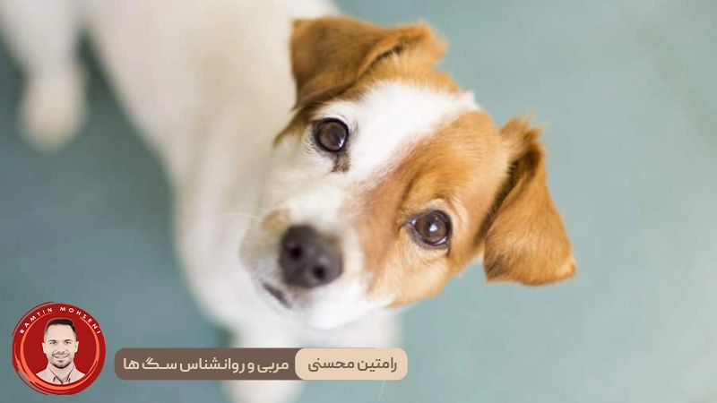 سگ ها و ارتباط عاطفی : چرا به ما خیره می شوند ؟