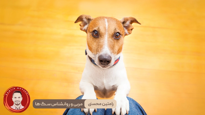 سگ ها و ارتباط عاطفی : چرا به ما خیره می شوند ؟