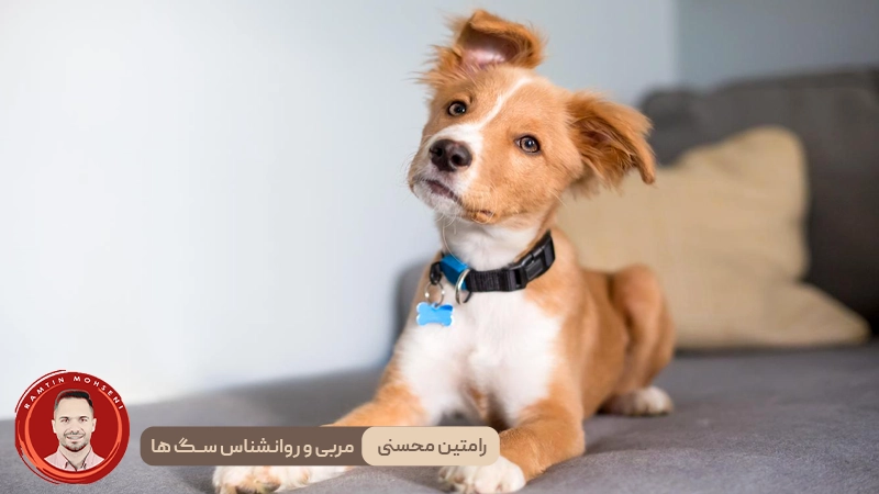 سگ ها و ارتباط عاطفی : چرا به ما خیره می شوند ؟