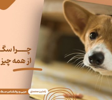 چرا سگ من از همه چیز می ترسد؟