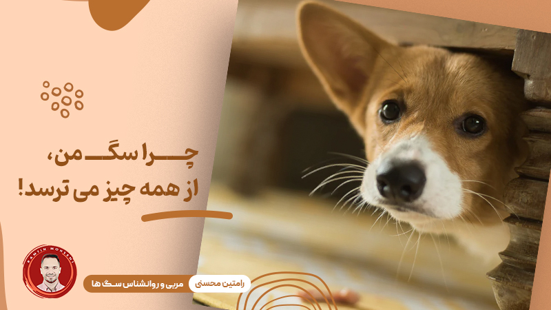 چرا سگ من از همه چیز می ترسد؟