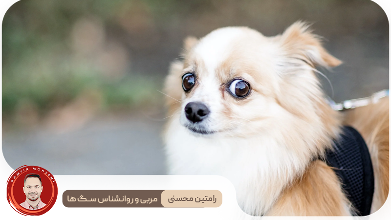 چرا سگ من از همه چیز می ترسد؟