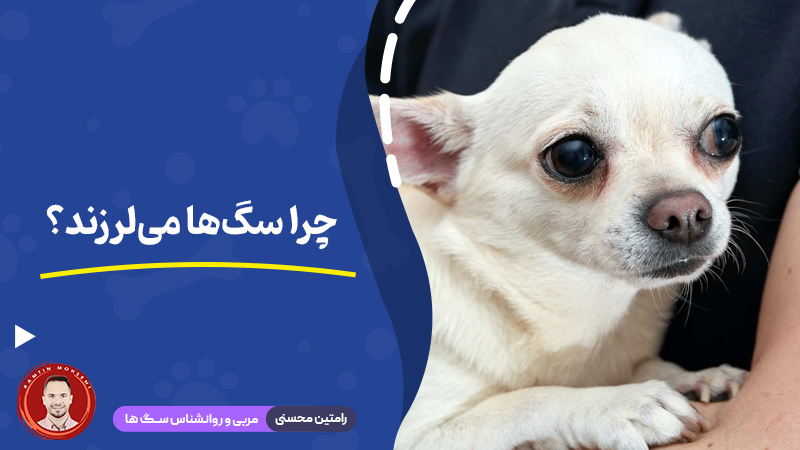 چرا سگ‌ ها می‌لرزند؟