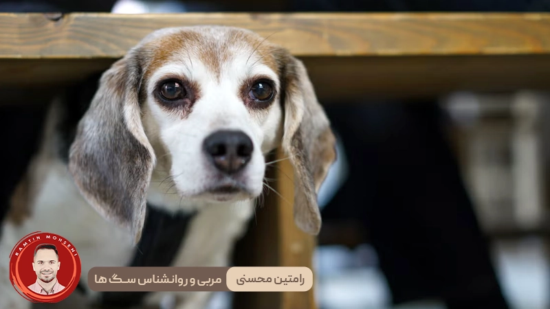 چرا سگ‌ ها می‌لرزند؟