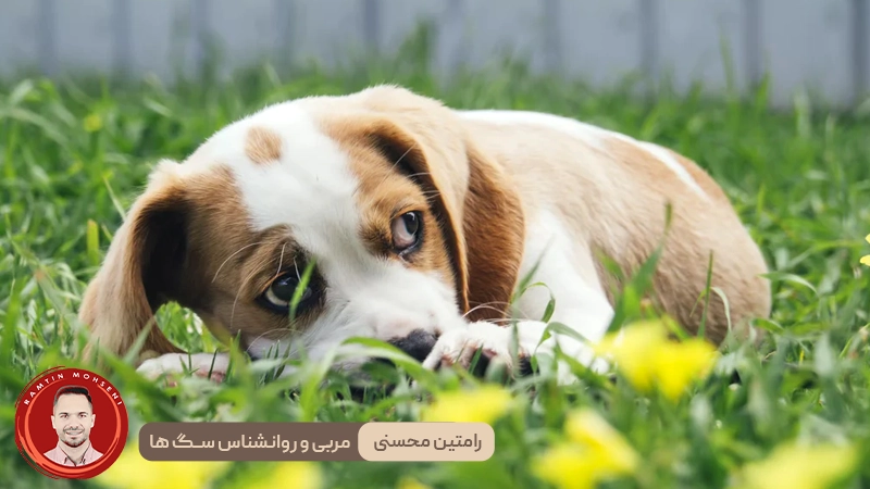 چرا سگ‌ ها می‌لرزند؟