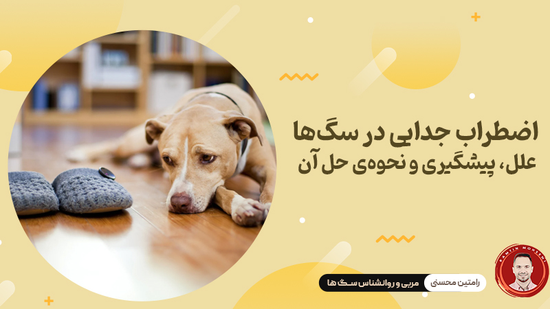 اضطراب جدایی در سگ‌ ها : علل، پیشگیری و نحوه‌ی حل آن