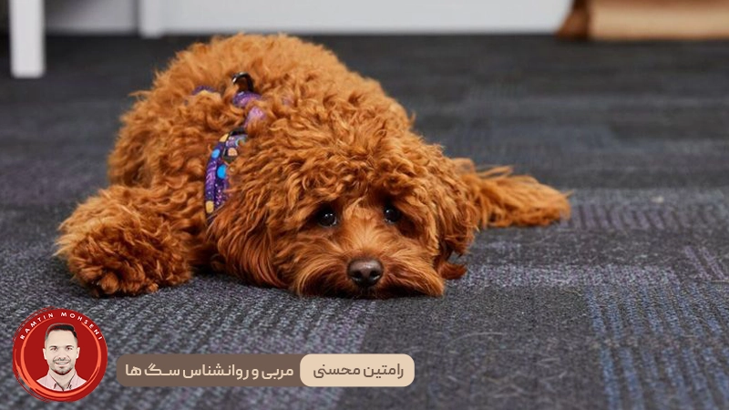 اضطراب جدایی در سگ‌ ها : علل، پیشگیری و نحوه‌ی حل آن