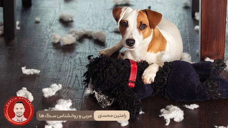 اضطراب جدایی در سگ‌ ها : علل، پیشگیری و نحوه‌ی حل آن