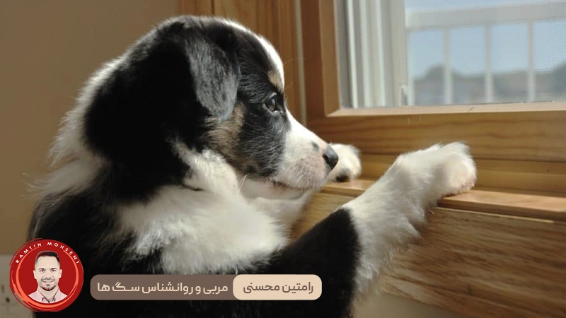 اضطراب جدایی در سگ‌ ها : علل، پیشگیری و نحوه‌ی حل آن