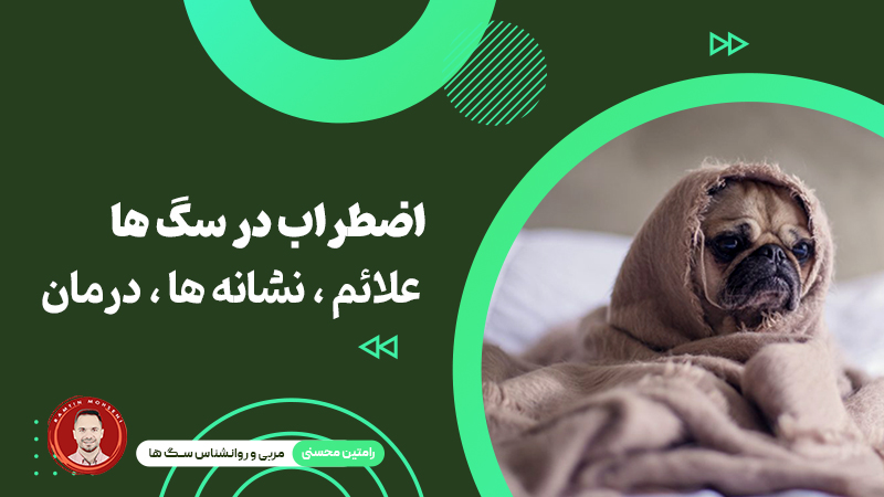 اضطراب در سگ‌ ها: علائم، نشانه‌ها، درمان