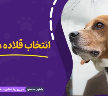 انتخاب قلاده مناسب برای سگ