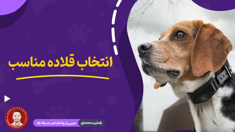 انتخاب قلاده مناسب برای سگ