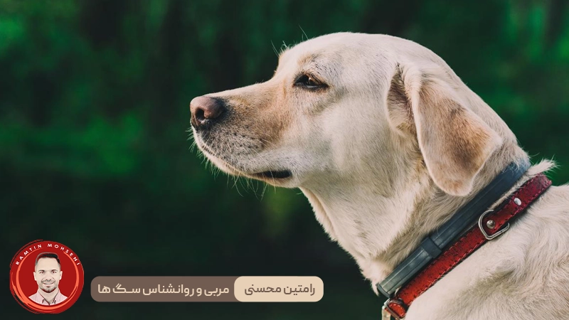 انتخاب قلاده مناسب برای سگ