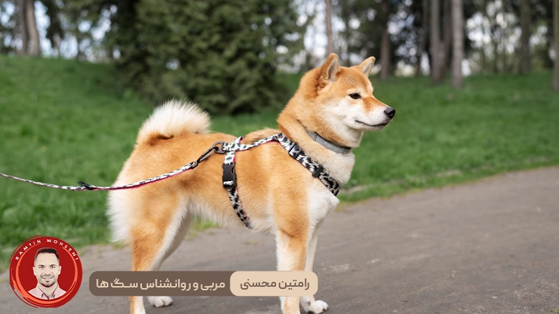 انتخاب قلاده مناسب برای سگ