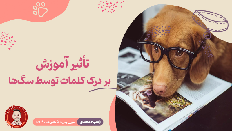 تأثیر آموزش بر درک کلمات توسط سگ‌ ها
