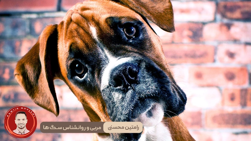 تأثیر آموزش بر درک کلمات توسط سگ‌ ها
