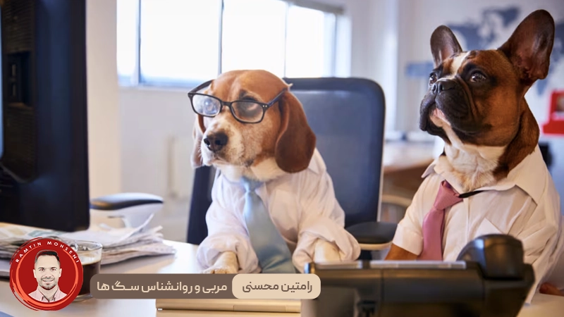تأثیر آموزش بر درک کلمات توسط سگ‌ ها