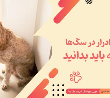 تکرر ادرار در سگ ها : آنچه باید بدانید
