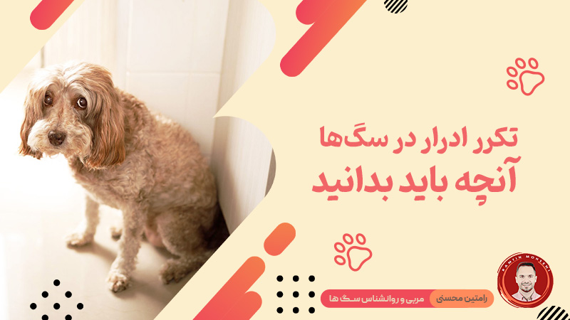 تکرر ادرار در سگ ها : آنچه باید بدانید