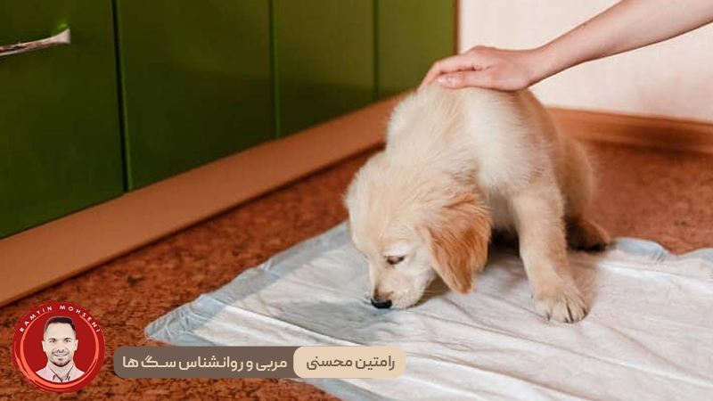 تکرر ادرار در سگ ها : آنچه باید بدانید