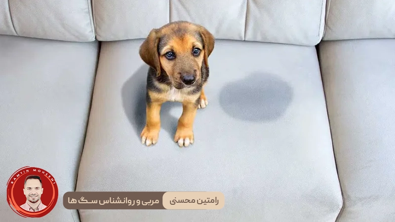 تکرر ادرار در سگ ها : آنچه باید بدانید