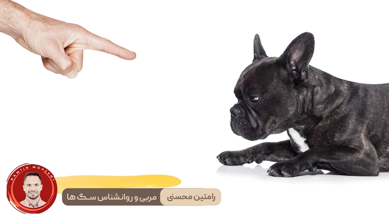 تکرر ادرار در سگ ها : آنچه باید بدانید