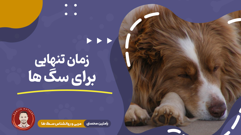 زمان تنهایی برای سگ‌ ها