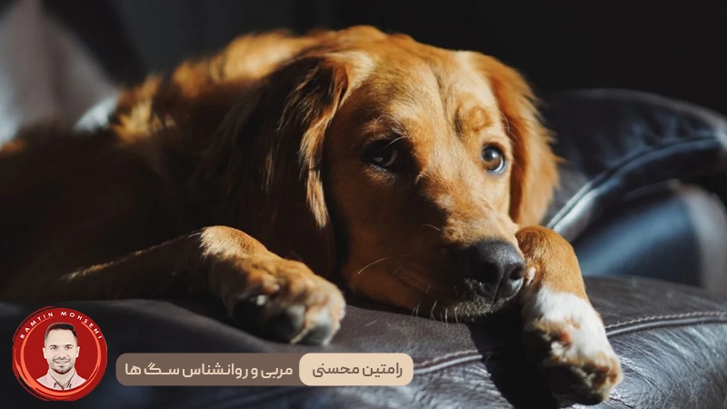 زمان تنهایی برای سگ‌ ها