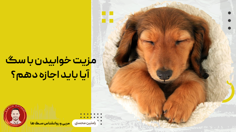 مزیت خوابیدن با سگ : آیا باید اجازه بدهم؟
