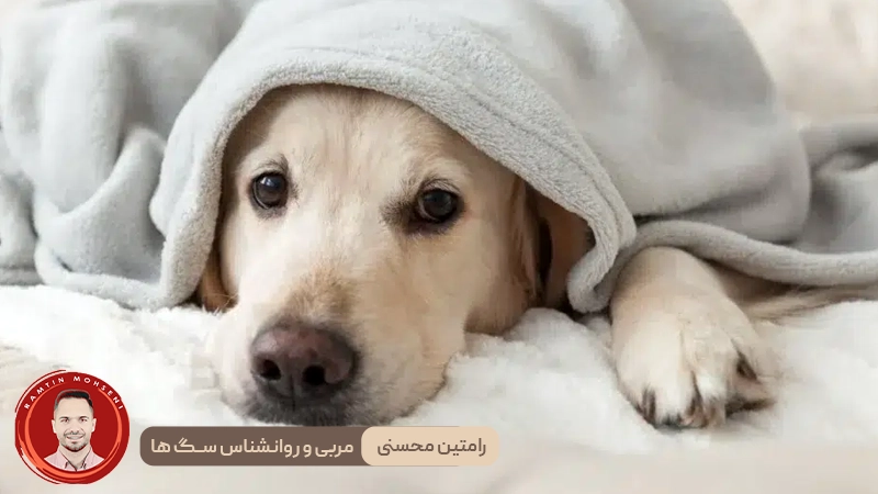 مزیت خوابیدن با سگ : آیا باید اجازه بدهم؟