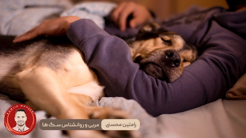 مزیت خوابیدن با سگ : آیا باید اجازه بدهم؟