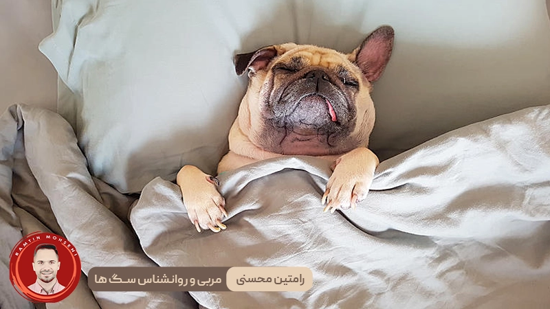 مزیت خوابیدن با سگ : آیا باید اجازه بدهم؟