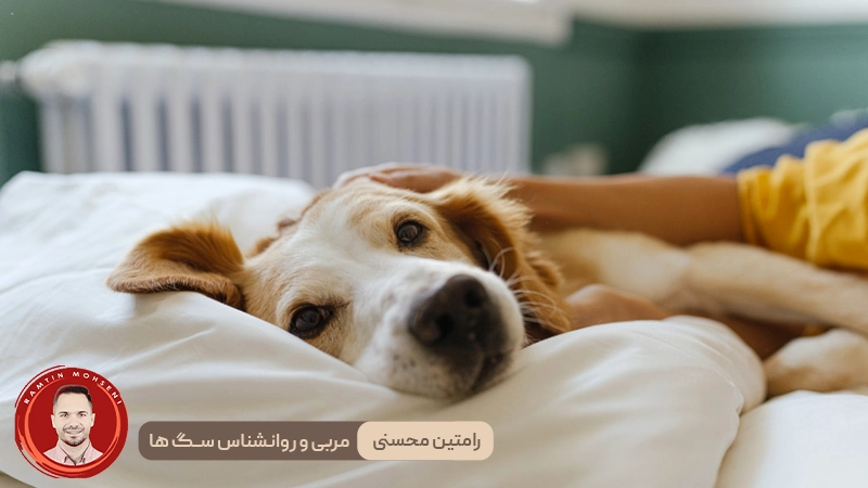 مزیت خوابیدن با سگ : آیا باید اجازه بدهم؟