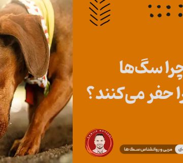 چرا سگ‌ ها زمین را حفر می‌کنند؟