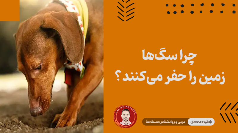 چرا سگ‌ ها زمین را حفر می‌کنند؟