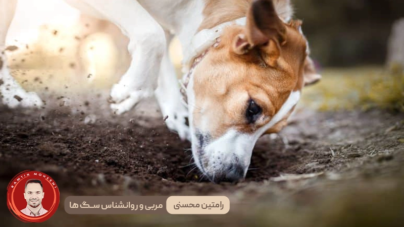 چرا سگ‌ ها زمین را حفر می‌کنند؟