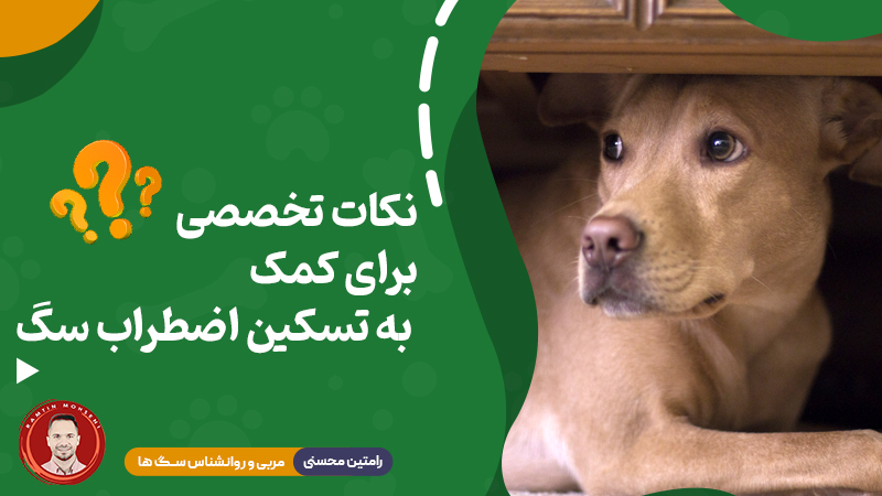 نکات تخصصی برای کمک به تسکین اضطراب سگ