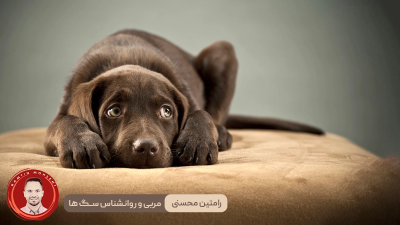 نکات تخصصی برای کمک به تسکین اضطراب سگ
