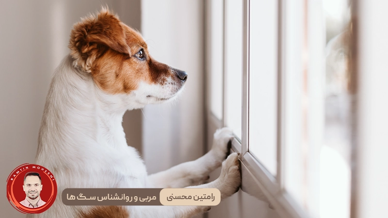 نکات تخصصی برای کمک به تسکین اضطراب سگ