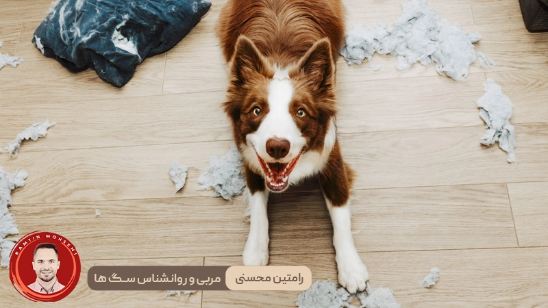 نکات تخصصی برای کمک به تسکین اضطراب سگ