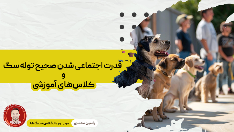 قدرت اجتماعی شدن صحیح توله سگ و کلاس‌های آموزشی