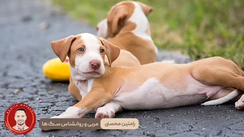 قدرت اجتماعی شدن صحیح توله سگ و کلاس‌های آموزشی