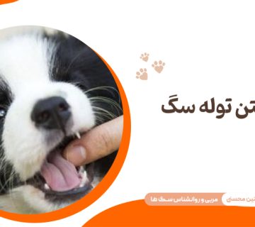 گاز گرفتن توله سگ