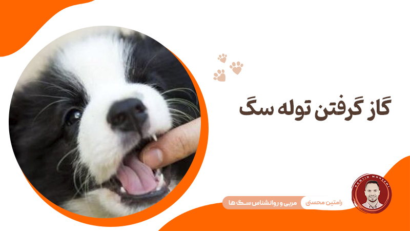 گاز گرفتن توله سگ
